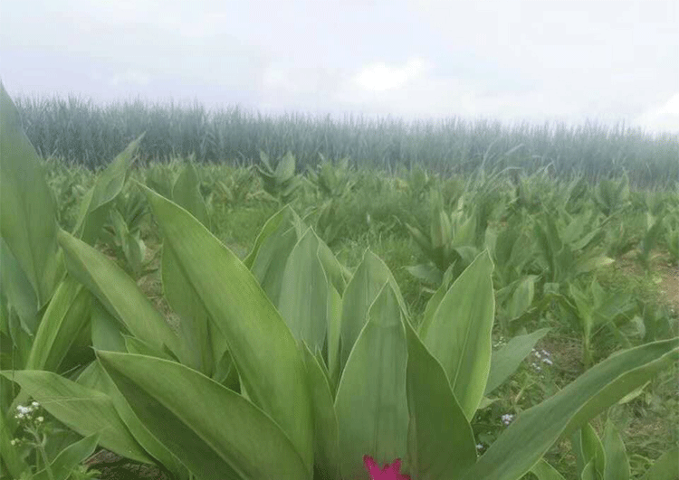 姜黄生产基地