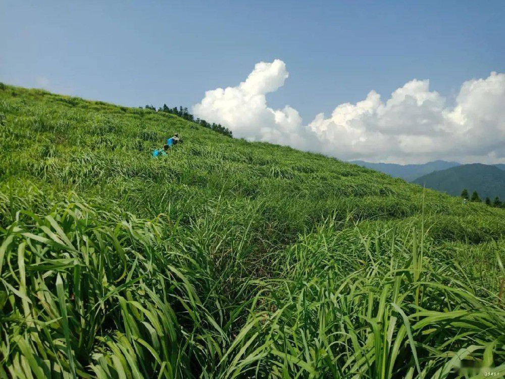 香茅草生产基地